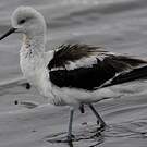 Avocette d'Amérique