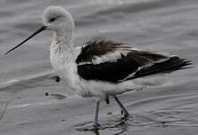 Avocette d'Amérique