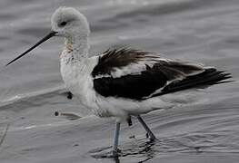 American Avocet