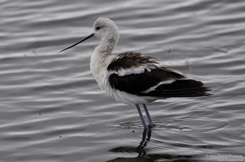 Avocette d'Amérique