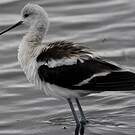 Avocette d'Amérique
