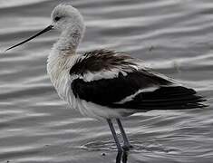 Avocette d'Amérique