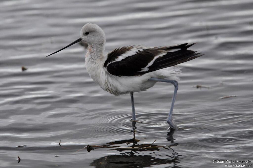 Avocette d'Amérique