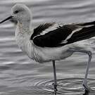 Avocette d'Amérique