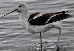 Avocette d'Amérique