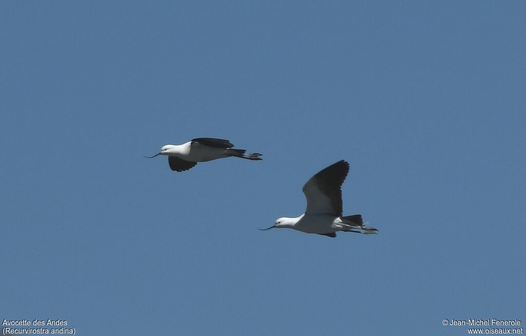 Andean Avocet