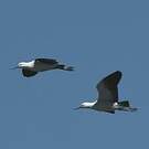 Avocette des Andes