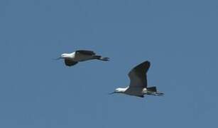 Andean Avocet