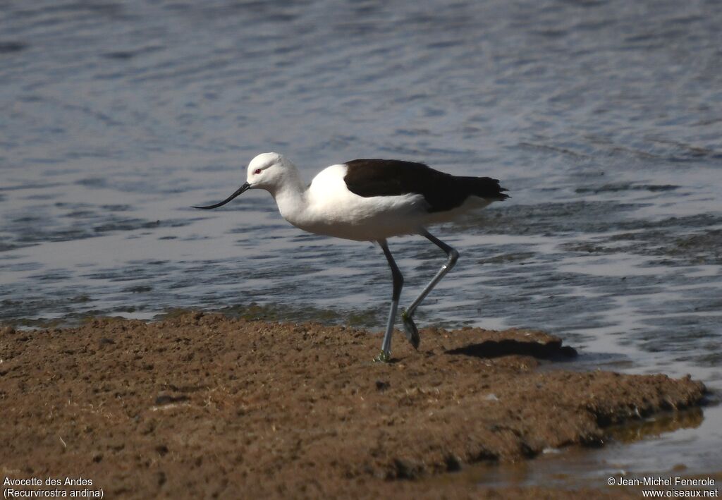 Avocette des Andes