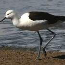 Avocette des Andes