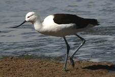 Avocette des Andes