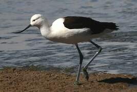 Andean Avocet