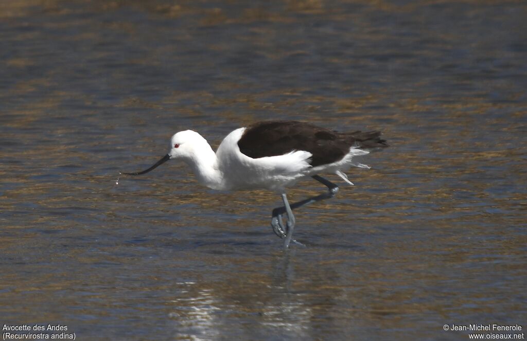 Andean Avocet