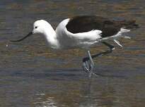 Avocette des Andes