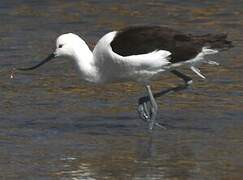 Andean Avocet