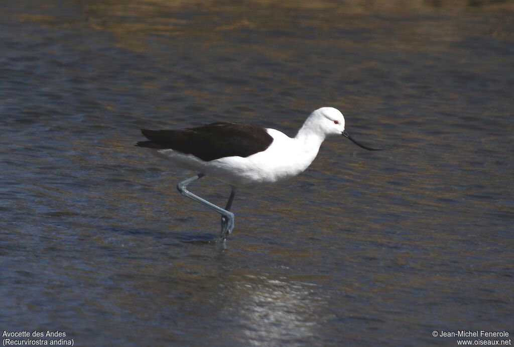 Avocette des Andes