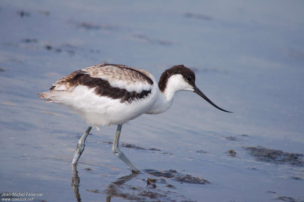 Avocette élégantejuvénile, identification