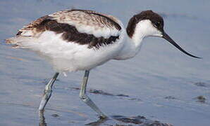 Avocette élégante