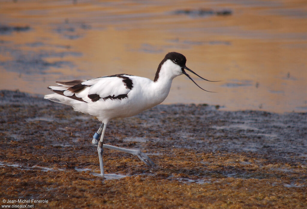 Avocette élégante