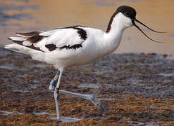 Pied Avocet