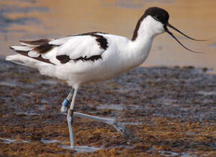 Avocette élégante