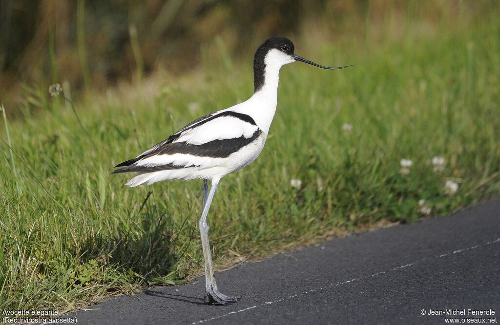 Pied Avocet