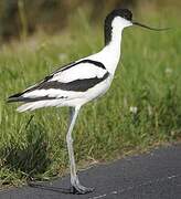 Avocette élégante