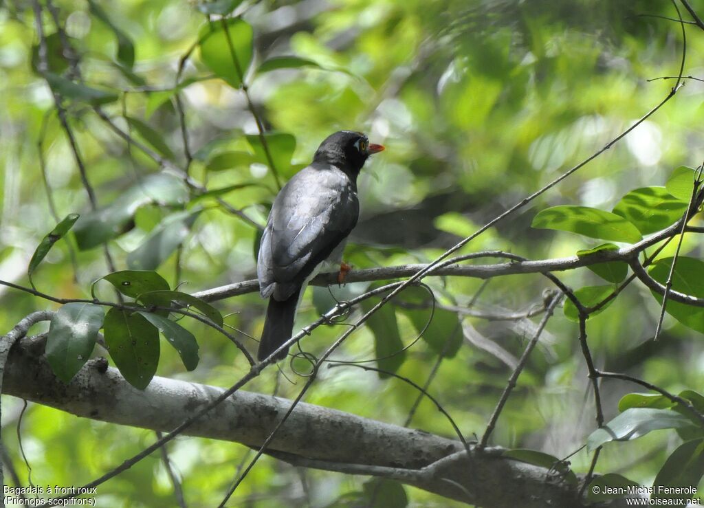 Chestnut-fronted Helmetshrike