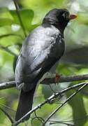 Chestnut-fronted Helmetshrike