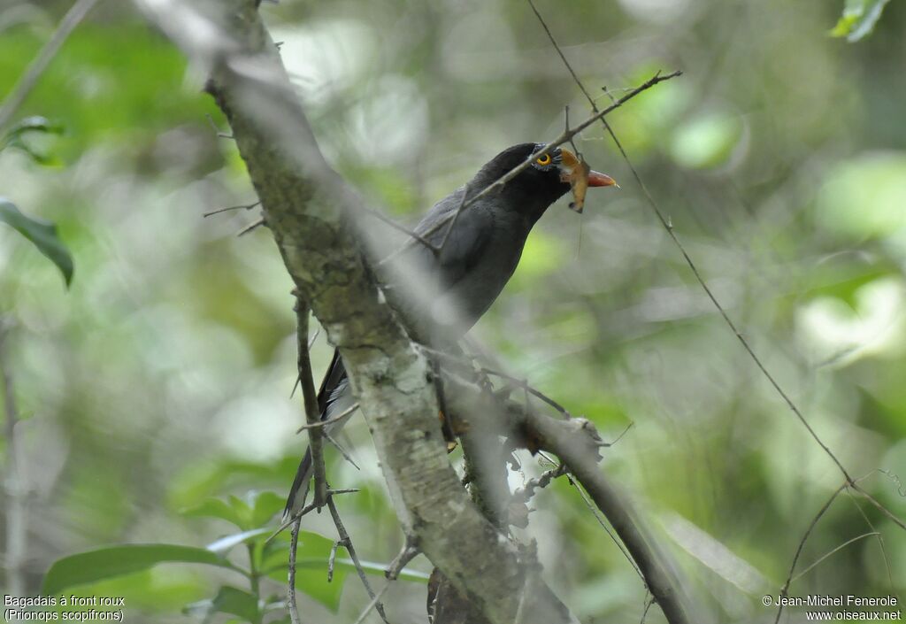 Chestnut-fronted Helmetshrike