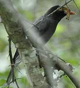 Chestnut-fronted Helmetshrike