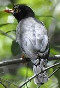 Chestnut-fronted Helmetshrike