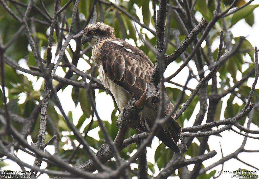 Eastern Osprey