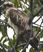 Osprey (cristatus)