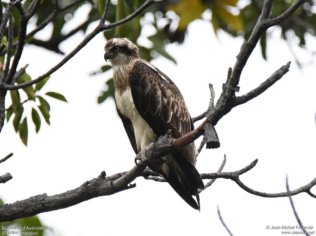 Eastern Osprey