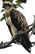 Osprey (cristatus)