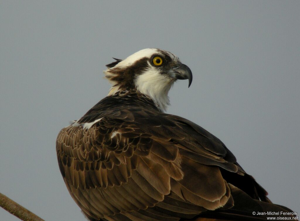 Western Osprey