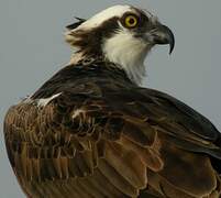 Western Osprey