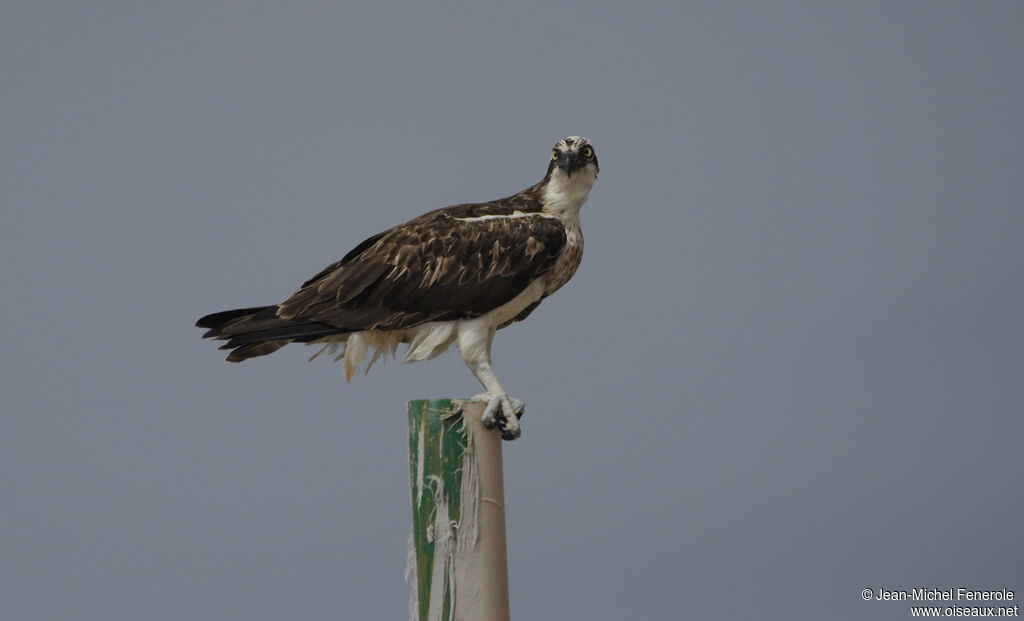 Western Osprey