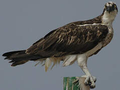 Western Osprey