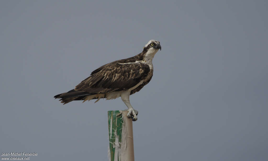 Western Osprey, identification