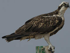 Western Osprey