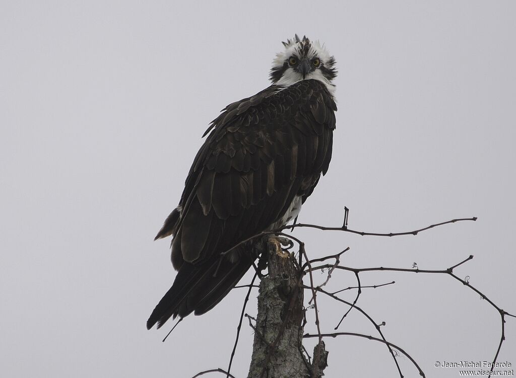 Western Osprey