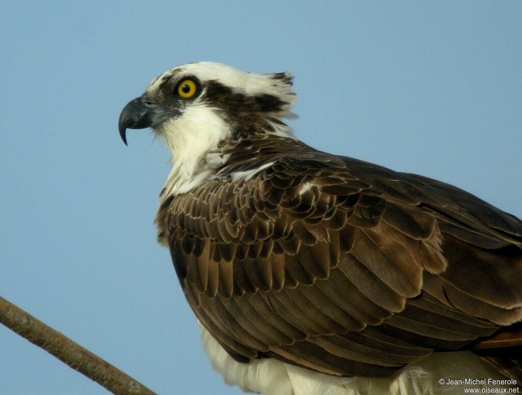 Western Osprey