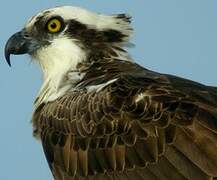 Western Osprey