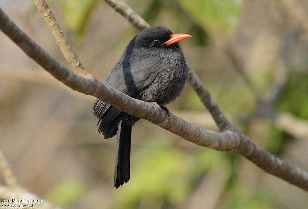 Black-fronted Nunbirdadult, identification