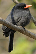 Black-fronted Nunbird