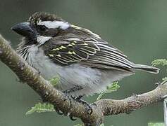 Black-throated Barbet