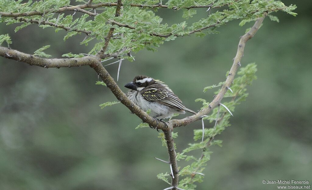 Black-throated Barbet