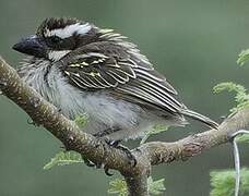 Black-throated Barbet